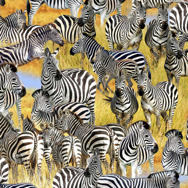 656 Zebras Savanna Dazzle Serengeti Plains (3137)