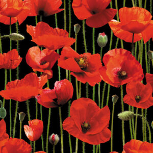 Poppies 108" Wide Backing Red Poppy Field Black