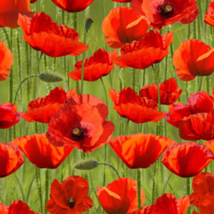 Poppies 108" Wide Backing Red Poppy Field Green