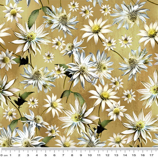 B Brown Flannel Flowers (4043)