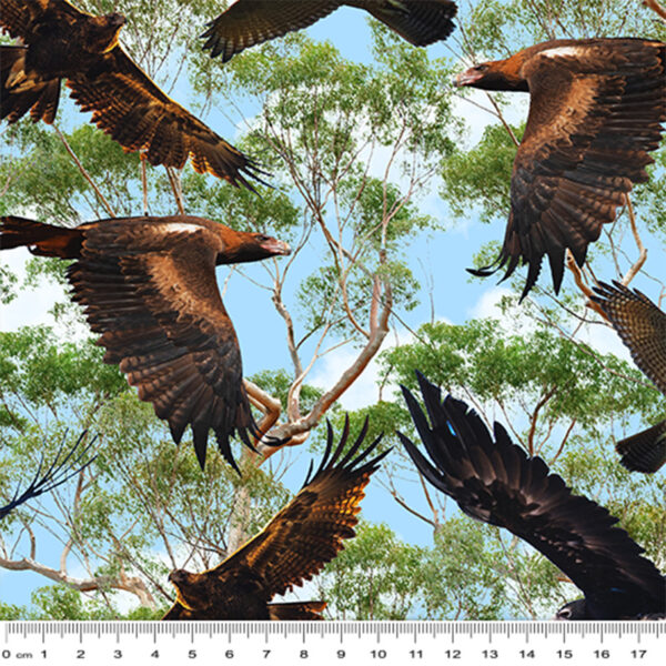 F Wedge-Tailed Eagles Wings of Wonder (4039)