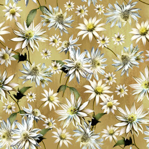 B Brown Flannel Flowers (4043)