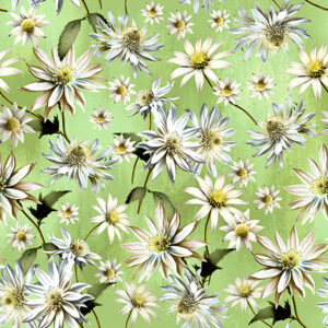 E Green Flannel Flowers (4043)