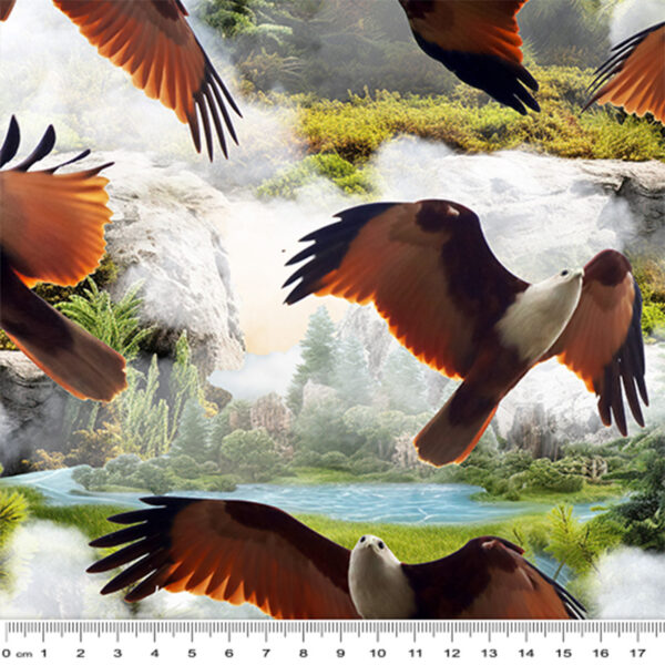 H Brahminy Kite Eagles Wings of Wonder (4039)