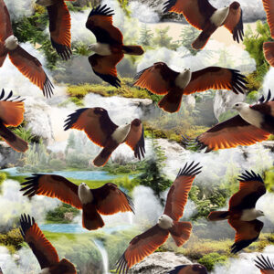 H Brahminy Kite Eagles Wings of Wonder (4039)