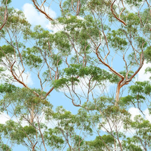 I Eucalyptus Tree Wings of Wonder (4039)
