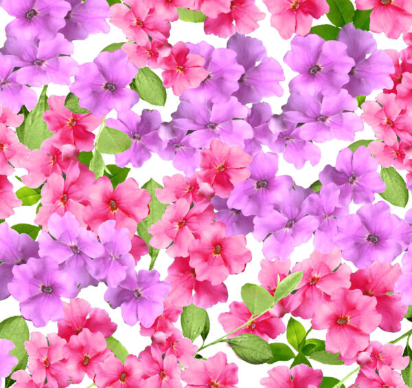 32P Azalea Pink Flower Splendor (4051)