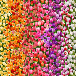 35 Tulip Field Multi Spring Delft (4073)