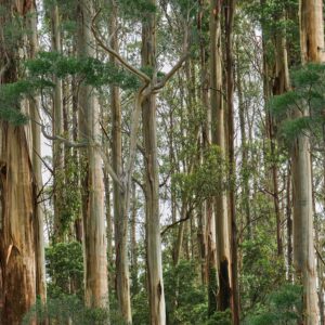 H Eucalyptus Trees Wildlife Reserve (4082)