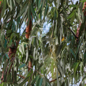 I Eucalyptus Leaves Wildlife Reserve (4082)