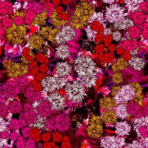 O Gum Flowers Pink Glorious Gum Blossoms (4109)