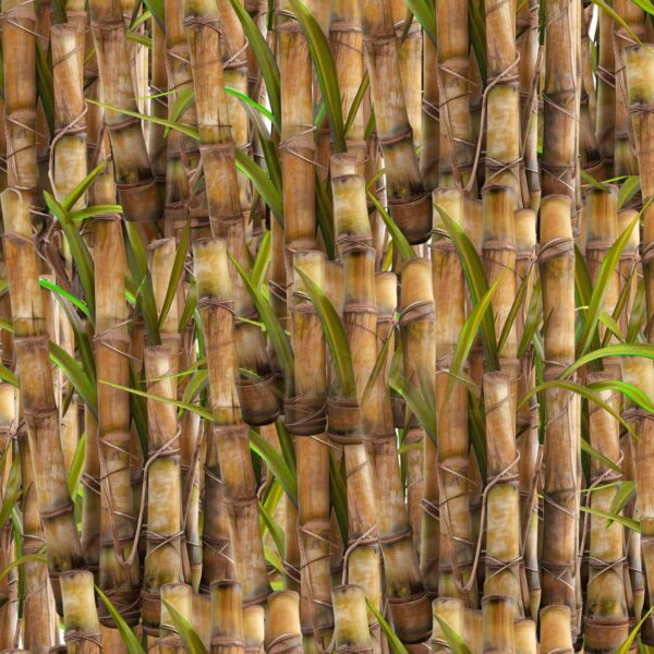 Q Sugarcane Farmers Paradise 4100