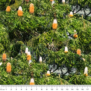 A Banksias Bushland Botanicals (4122)
