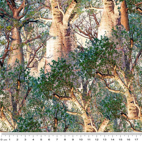 B Boab Trees Bushland Botanicals (4122)