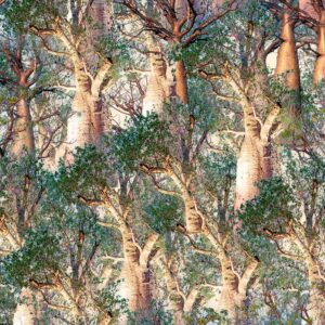 B Boab Trees Bushland Botanicals (4122)
