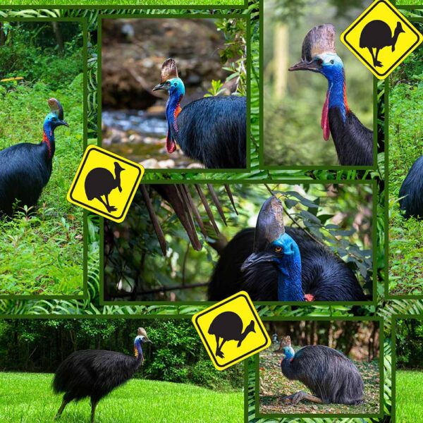 C Collage Cassowary (4132)