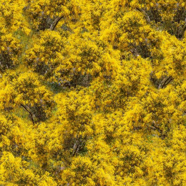 C Golden Wattle Trees Bushland Botanicals (4122)