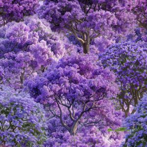 D Jacaranda Trees Bushland Botanicals (4122)