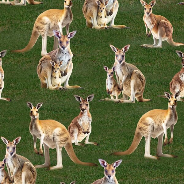 E Kangaroos, Joeys and Wallabies Grass Marsupial Moments 4125