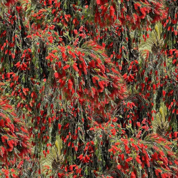 F Red Bottle Brush Trees Bushland Botanicals (4122)