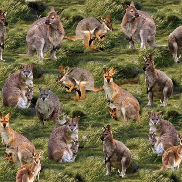 F Wallabies Grass Marsupial Moments 4125