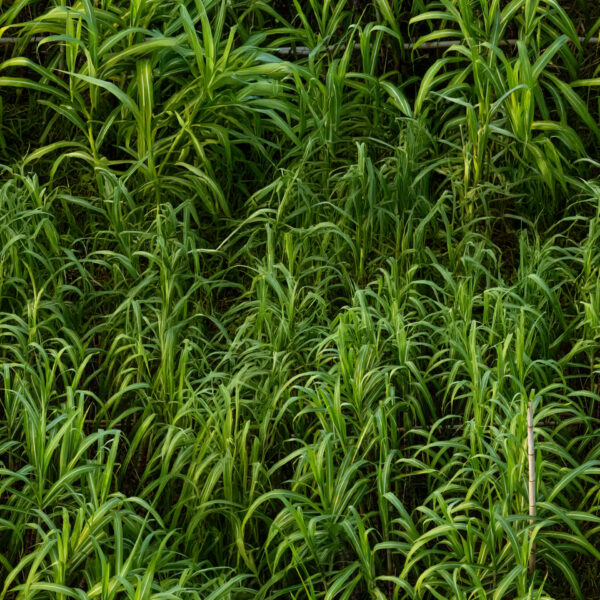 06 Sugarcane Tropical North (5006)