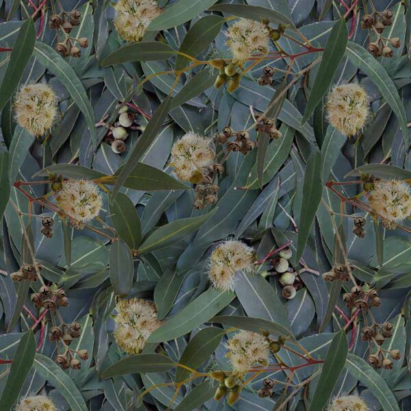 09 Eucalyptus Leaves In the Scope 5010