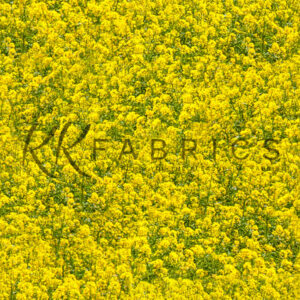06 Canola Texture Theory (5091)
