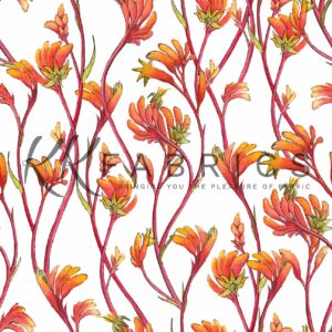 09 Kangaroo Paws White Wildlife & Wildflowers (5095)