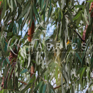 10 Gumleaves Texture Theory (5091)