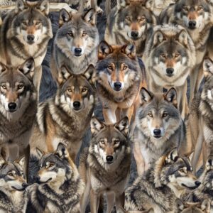 A Pack Wolves (5100)